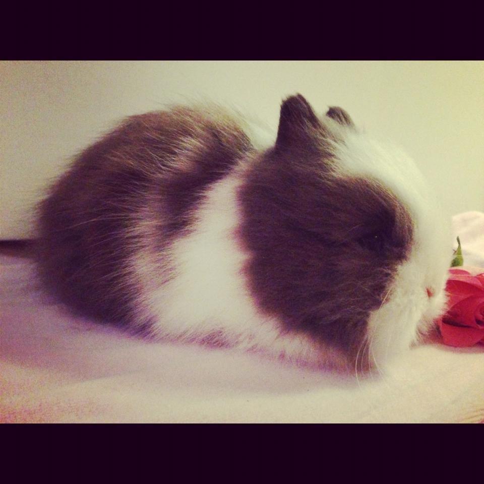 Kanin Elina von den Treenehase billede 9