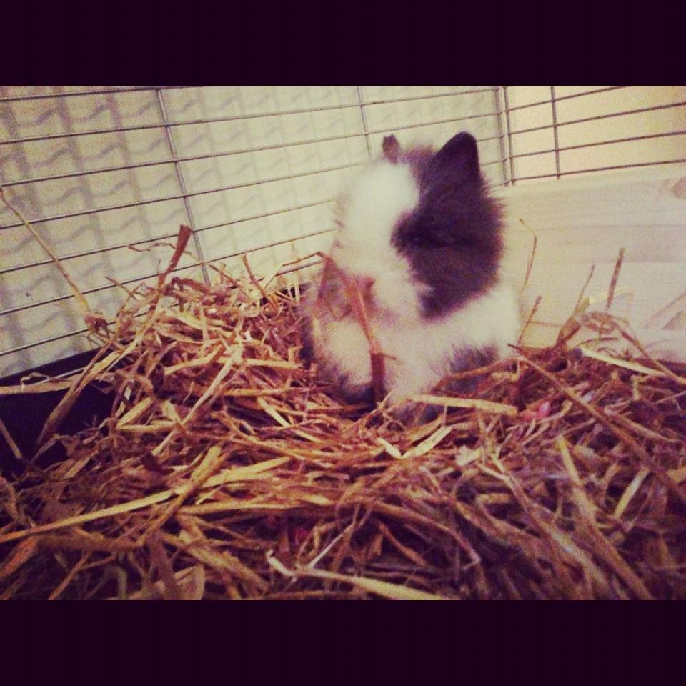 Kanin Elina von den Treenehase billede 10