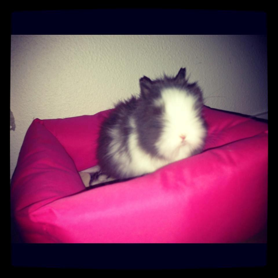 Kanin Elina von den Treenehase billede 11