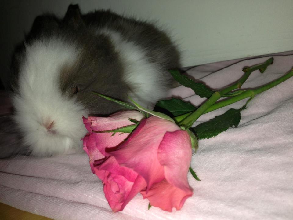 Kanin Elina von den Treenehase billede 12