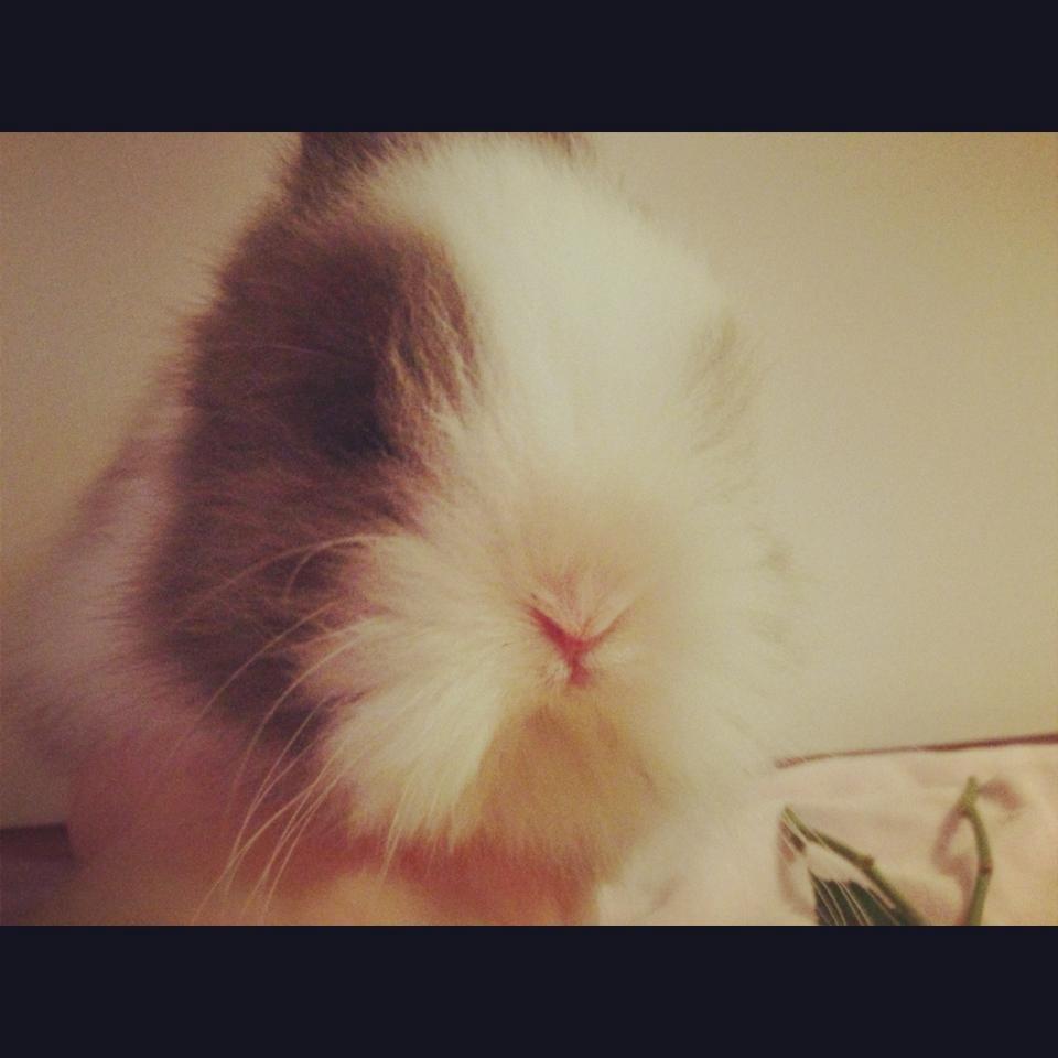 Kanin Elina von den Treenehase billede 13