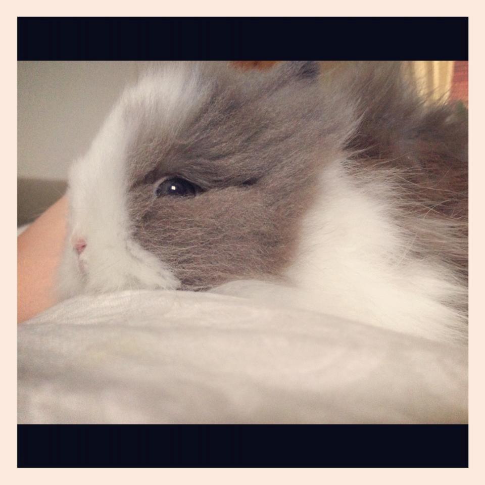 Kanin Elina von den Treenehase billede 14