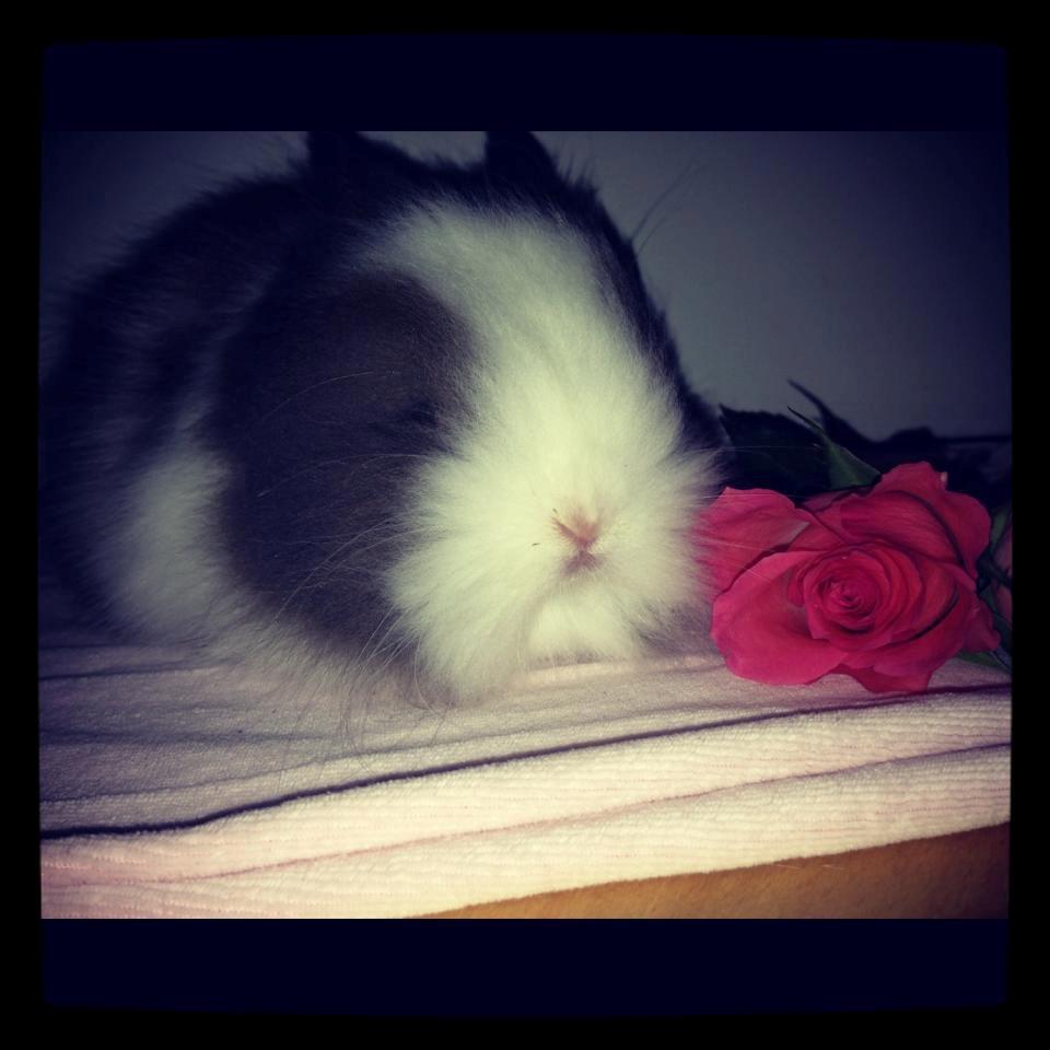 Kanin Elina von den Treenehase billede 15