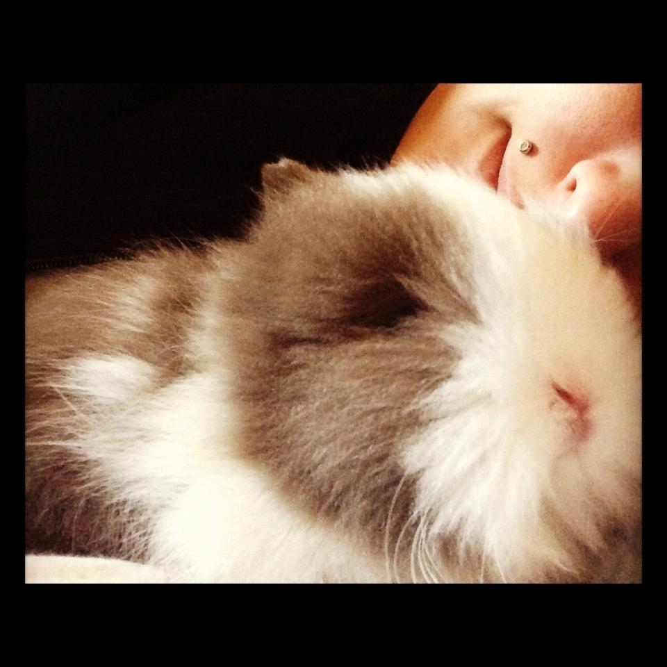 Kanin Elina von den Treenehase billede 16