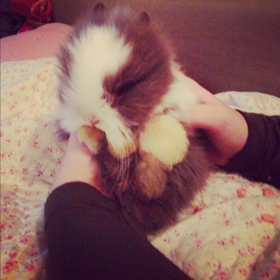 Kanin Elina von den Treenehase billede 17