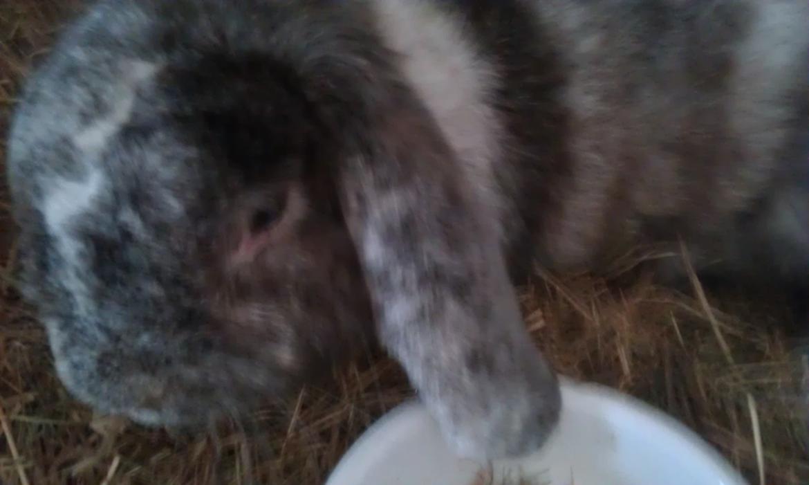 Kanin Stampe - Lille stampe billede 1