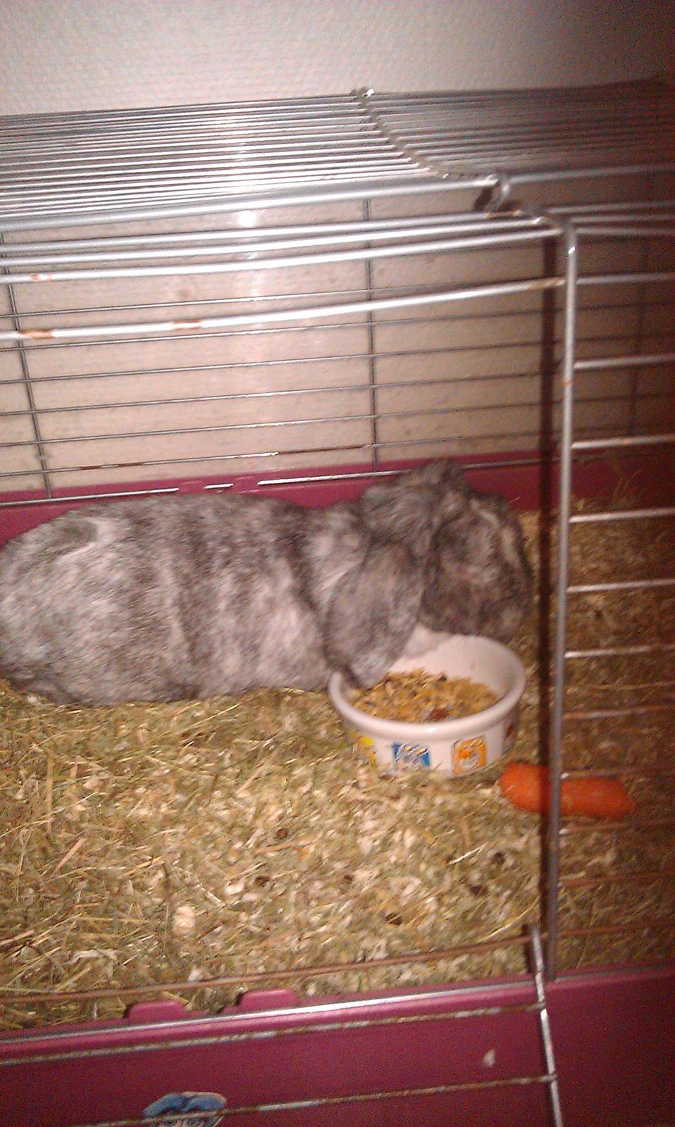 Kanin Stampe - Min lille Stampe billede 2