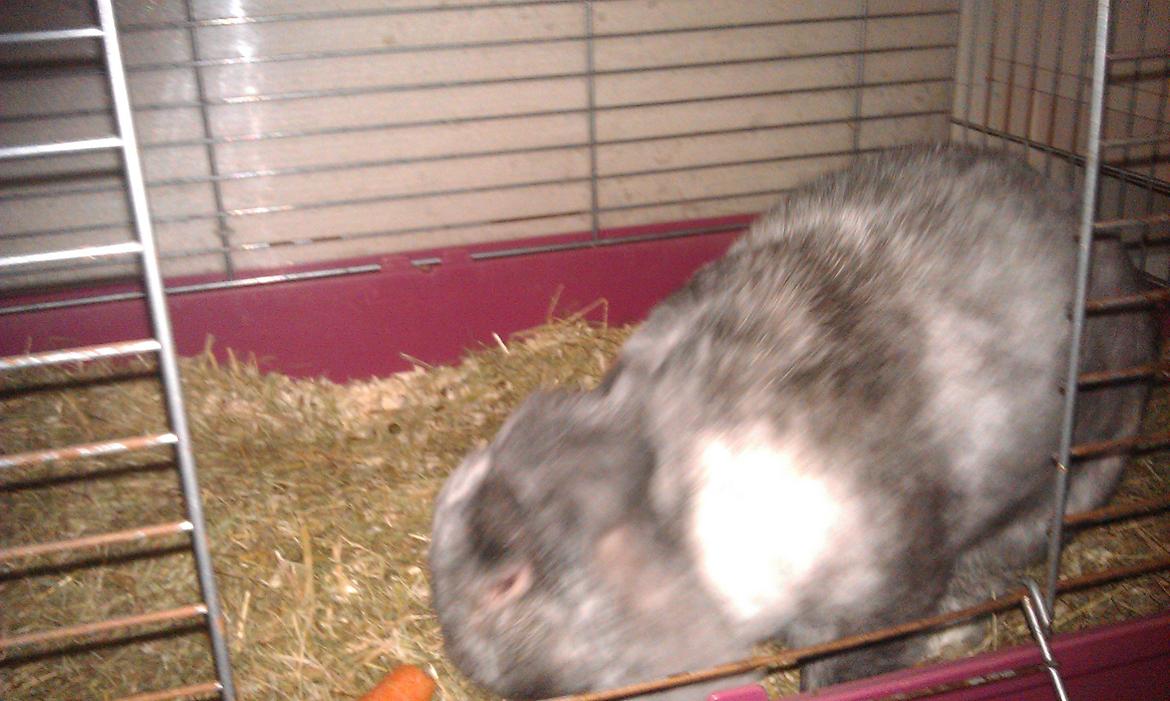 Kanin Stampe - Stamp stamp Stampe billede 3