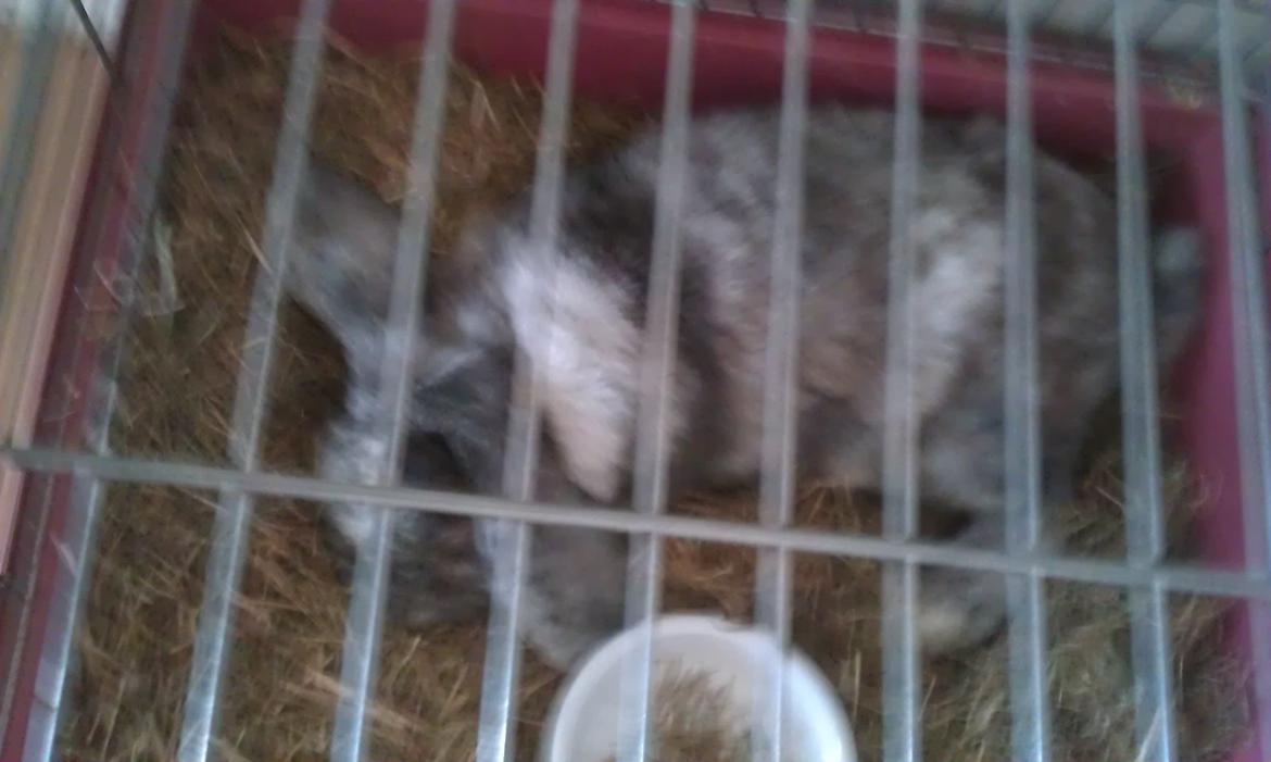 Kanin Stampe - Stampe der sover billede 4