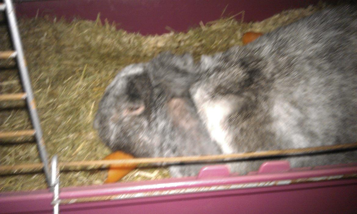 Kanin Stampe - Lille kanin billede 5