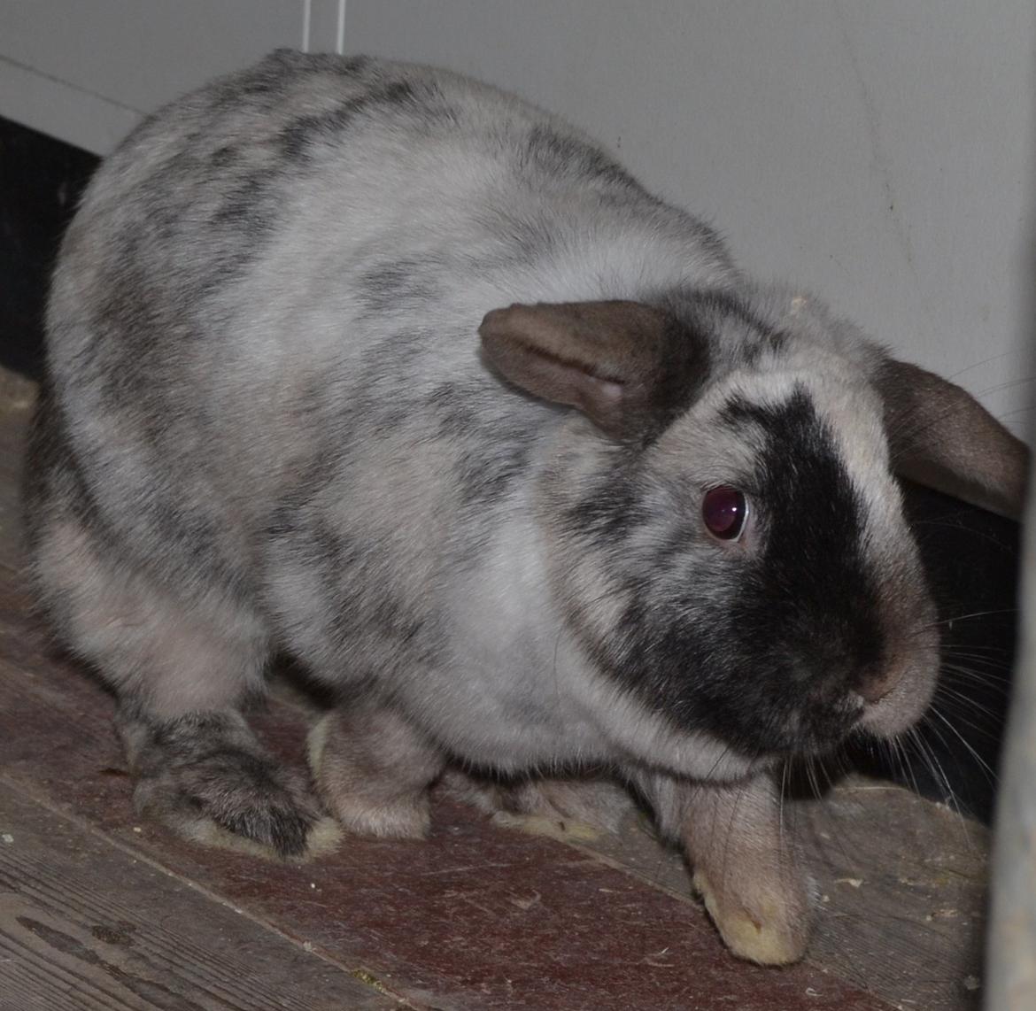 Kanin Dværgvædder // Jenna billede 4