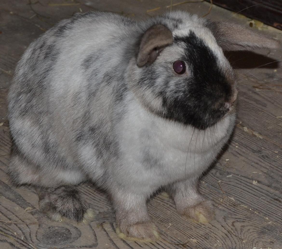 Kanin Dværgvædder // Jenna billede 5