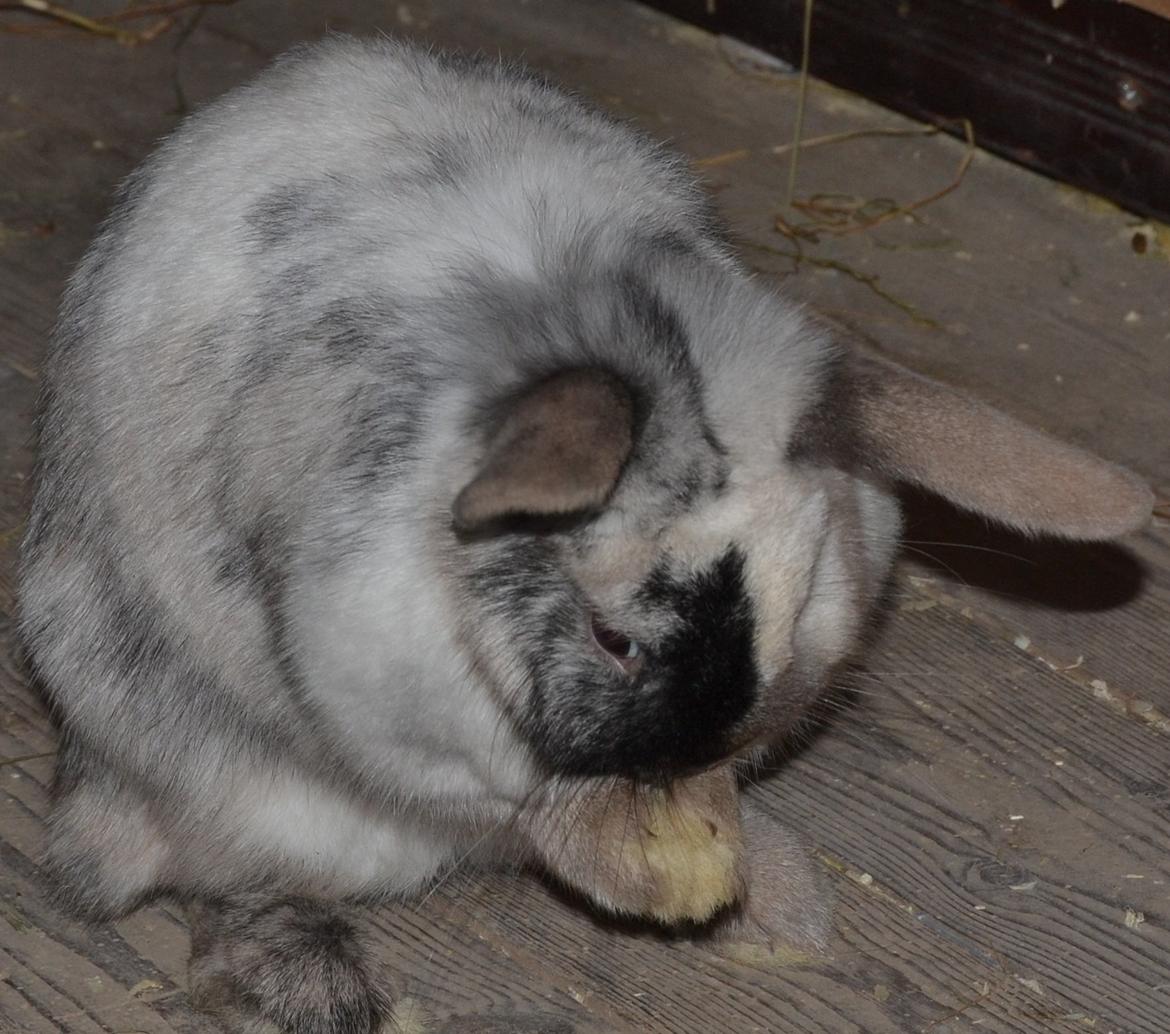 Kanin Dværgvædder // Jenna billede 6