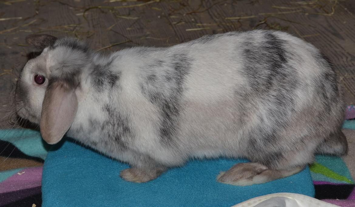 Kanin Dværgvædder // Jenna billede 3