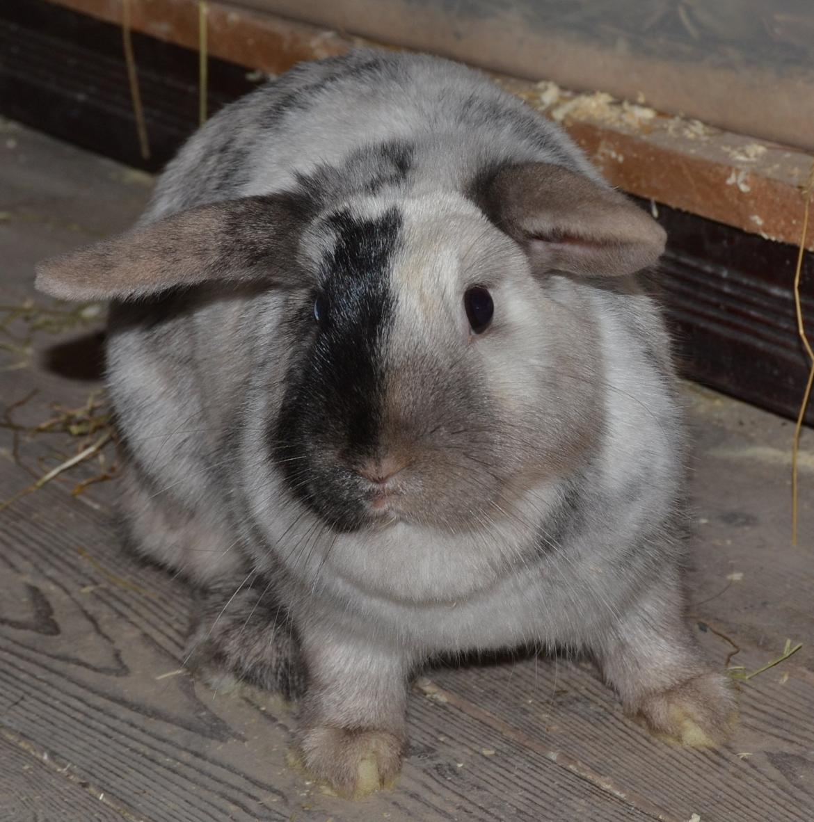 Kanin Dværgvædder // Jenna billede 7