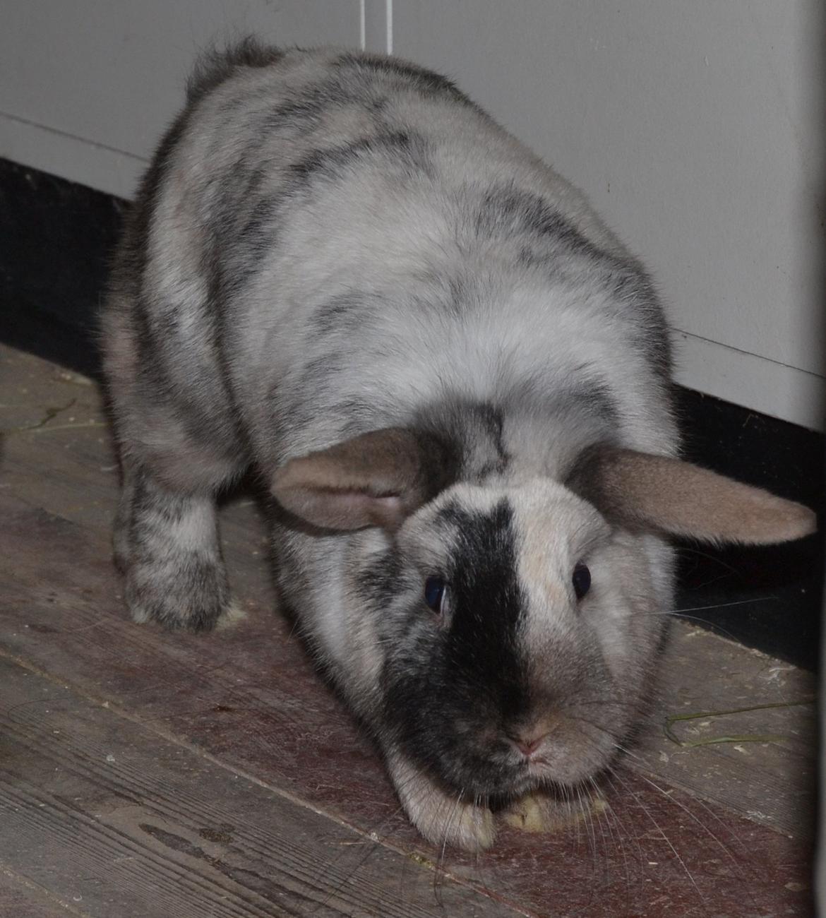 Kanin Dværgvædder // Jenna billede 8