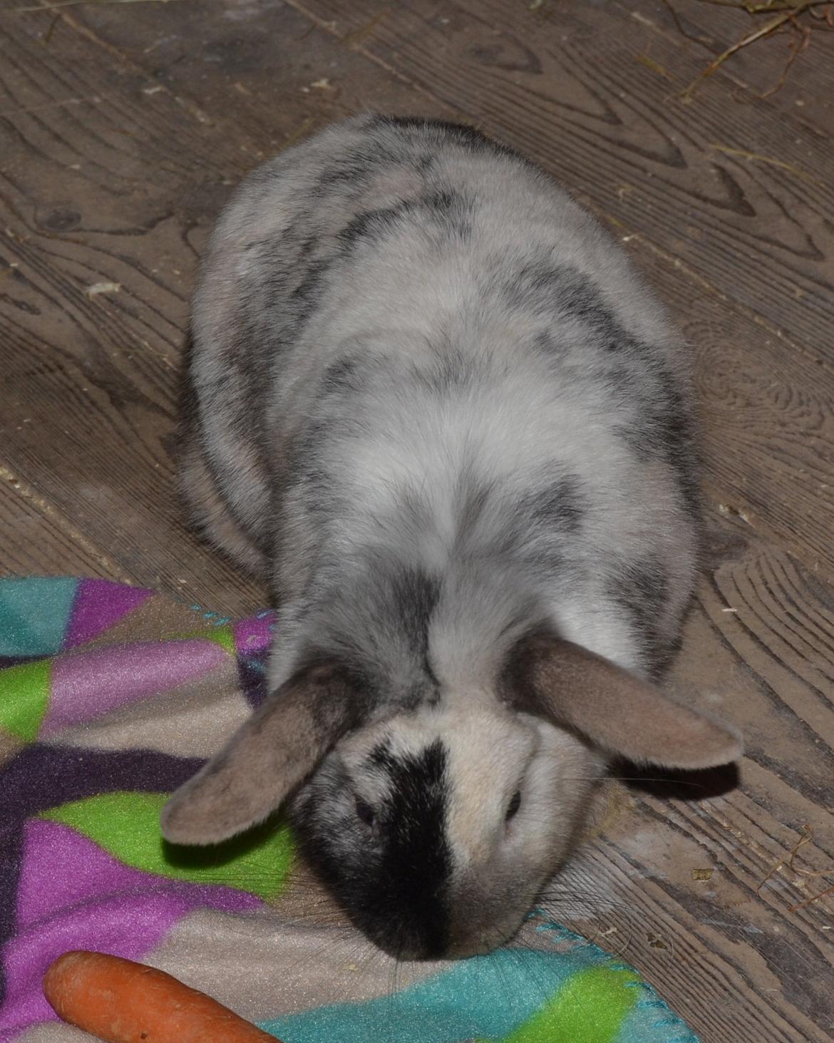 Kanin Dværgvædder // Jenna billede 9