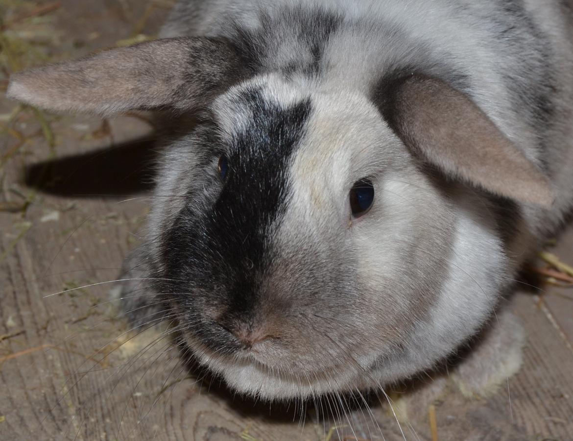 Kanin Dværgvædder // Jenna billede 2