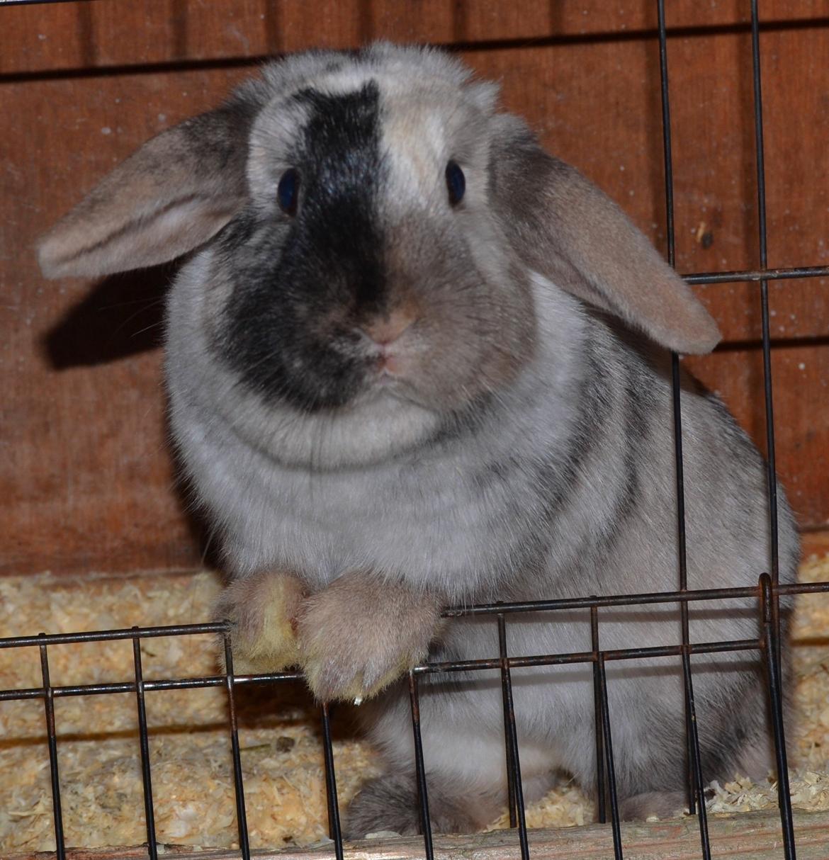 Kanin Dværgvædder // Jenna billede 1