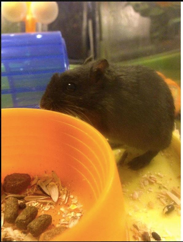 Ørkenrotte ~*Team Pet*~'s Kiwi <3 billede 6