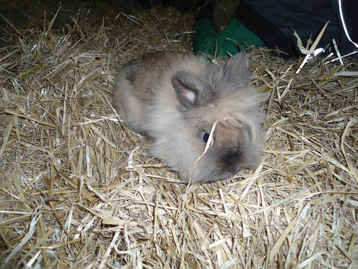 Kanin Mille billede 7