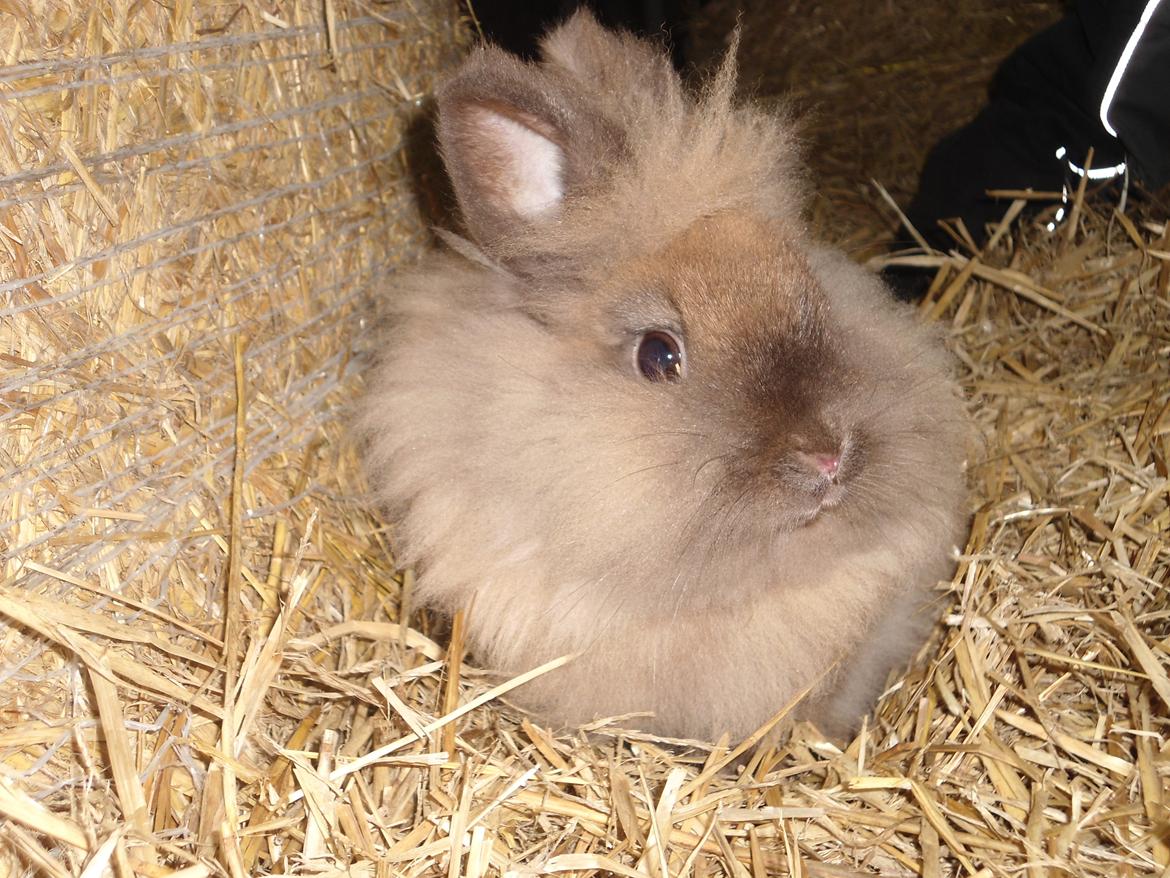 Kanin Mille billede 2