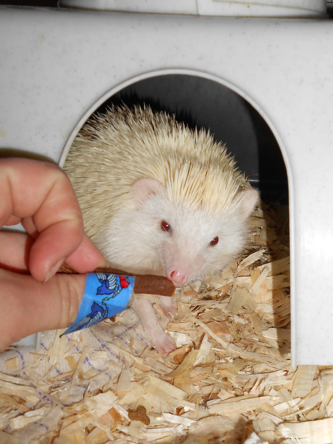 Pindsvin Sabbils Spotty billede 10