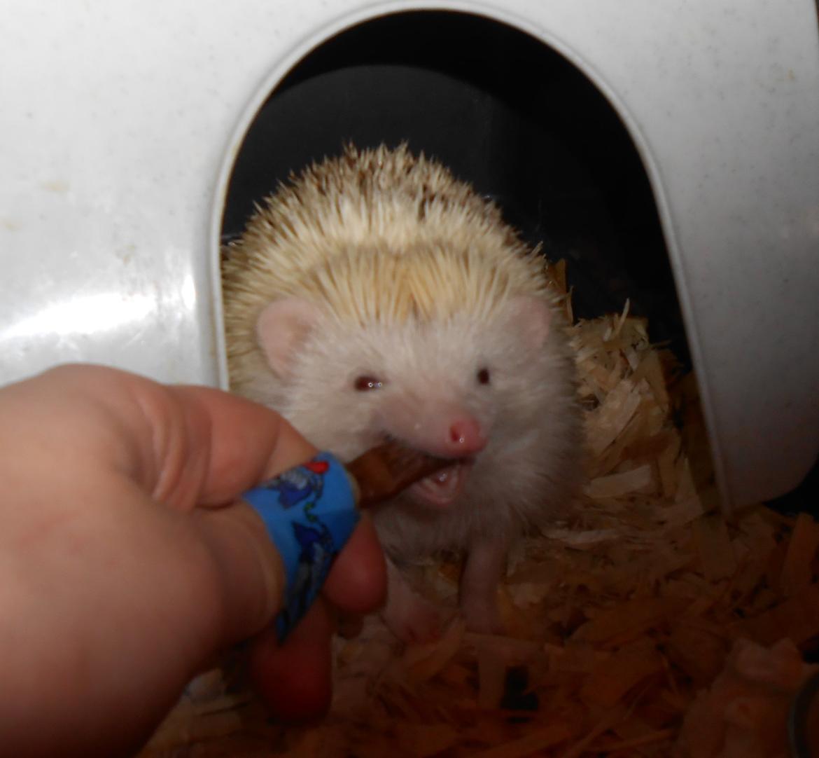 Pindsvin Sabbils Spotty - Mmh mums billede 11