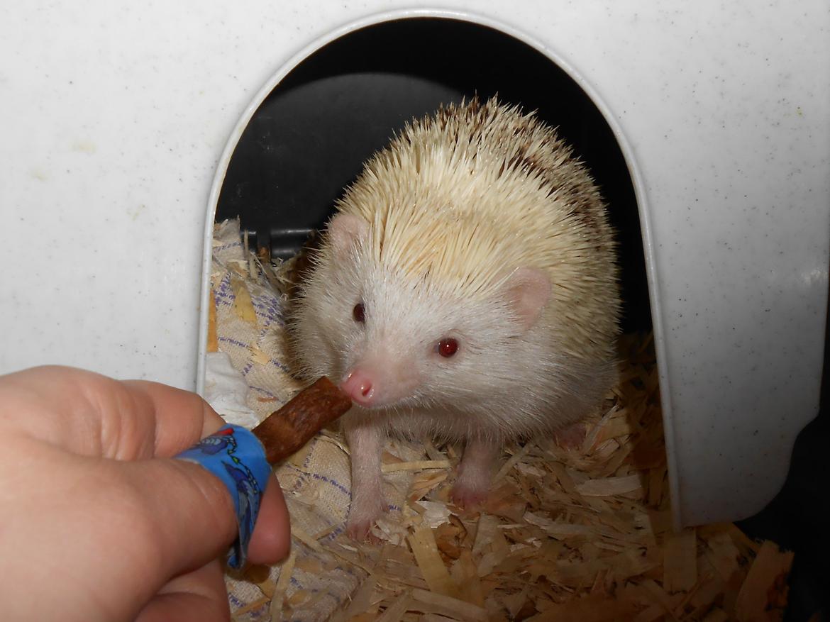 Pindsvin Sabbils Spotty billede 12