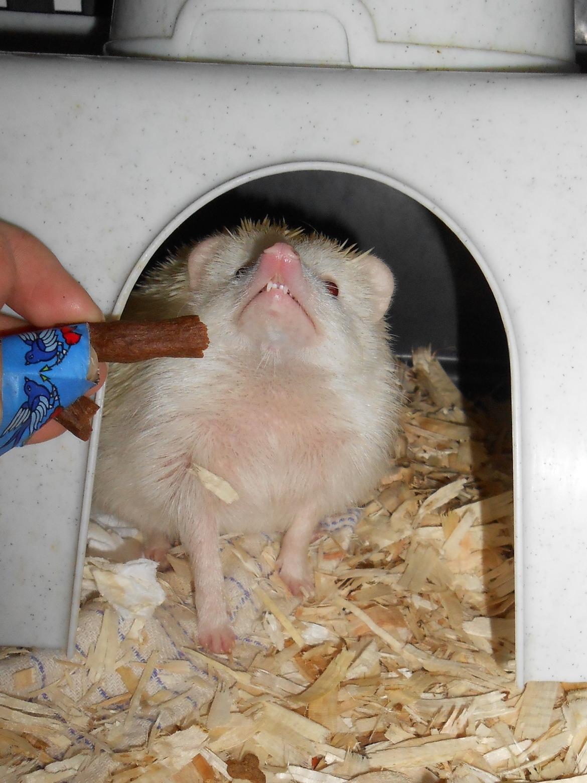 Pindsvin Sabbils Spotty - Nurh min søde baby gris :D billede 13