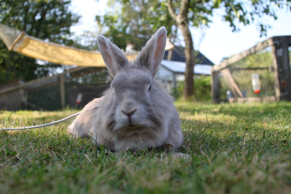 Kanin Nuggi R.I.P D': - Du sød.♥ billede 12