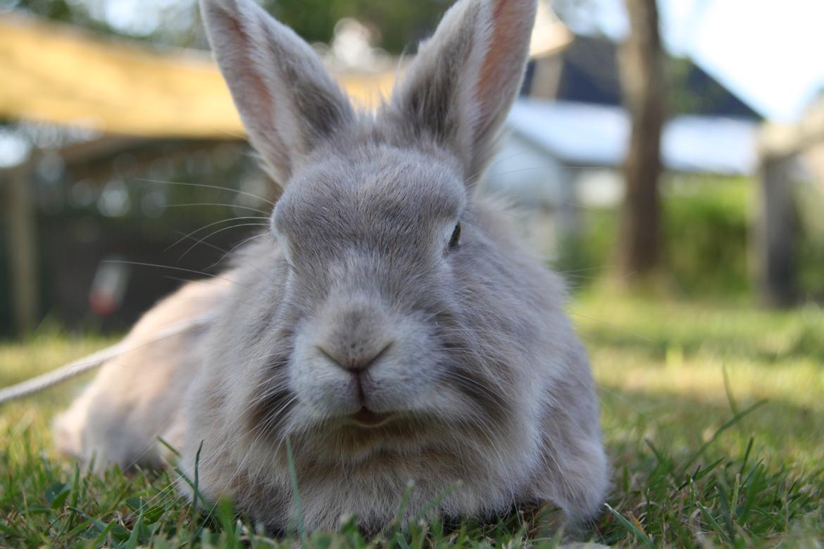 Kanin Nuggi R.I.P D': - Hej og velkommen til Nuggi's profil!:D
♥Sommer 2012 ♥ billede 1