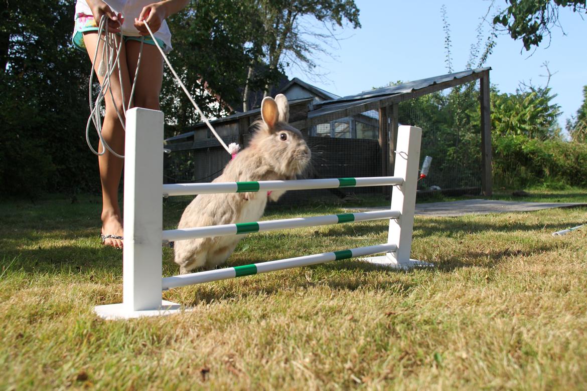 Kanin Nuggi R.I.P D': - Dygtig! ♥ Sommer 2012 ♥ billede 3