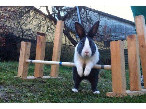 Kanin harbo´s Jolly-Cola | hollænder - min lille pige springer første gang... virkelig stolt mor!! <3 billede 4