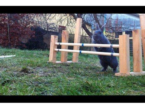 Kanin Makara's blue lightning15/9-2012 - februar 2015 † billede 2