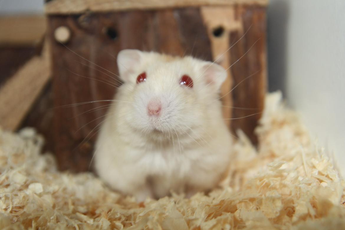 Dværghamster Shakespeares Romeo - Rommefis billede 17