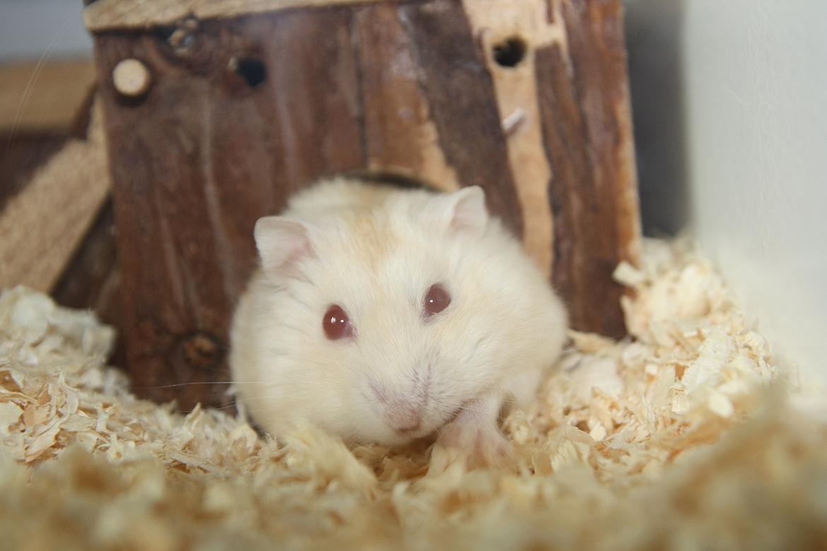 Dværghamster Shakespeares Romeo - Strækker sig :-) billede 18