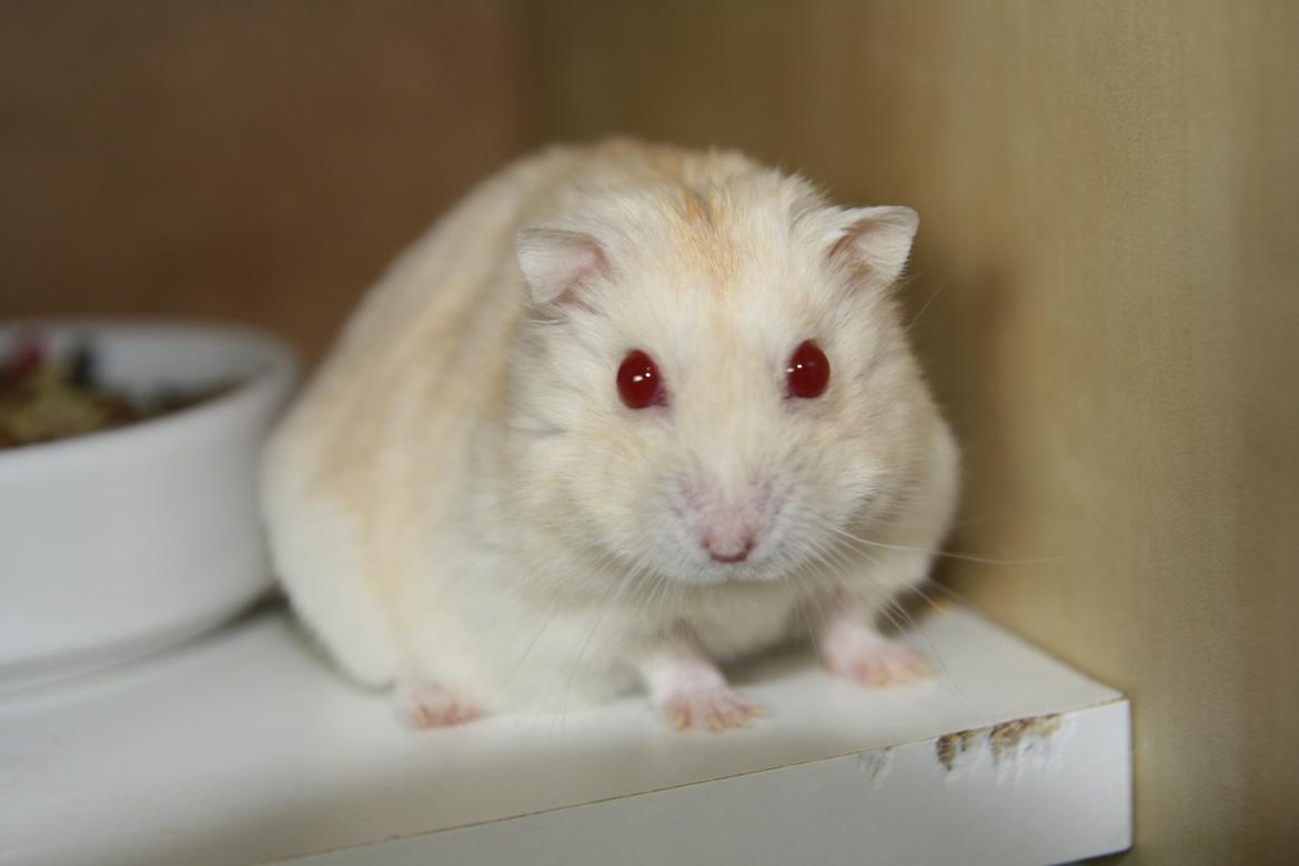 Dværghamster Shakespeares Romeo billede 1