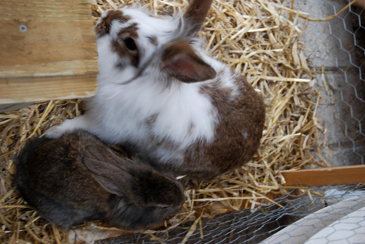 Kanin Vimse - Vimse og hans mor billede 4