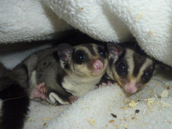 Sugar glider | Suki - Suki sammen med sin mand, Liam! <3 billede 11
