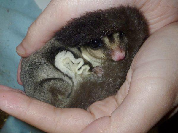 Sugar glider | Suki billede 10