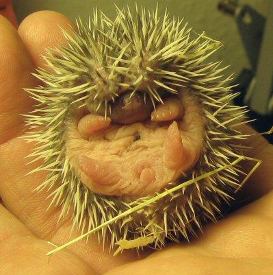Pindsvin Bo Hansen - Bo som baby  billede 6