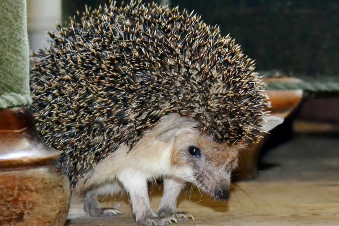 Pindsvin Egyptisk Langørede "Isis" - Matronen Isis billede 1