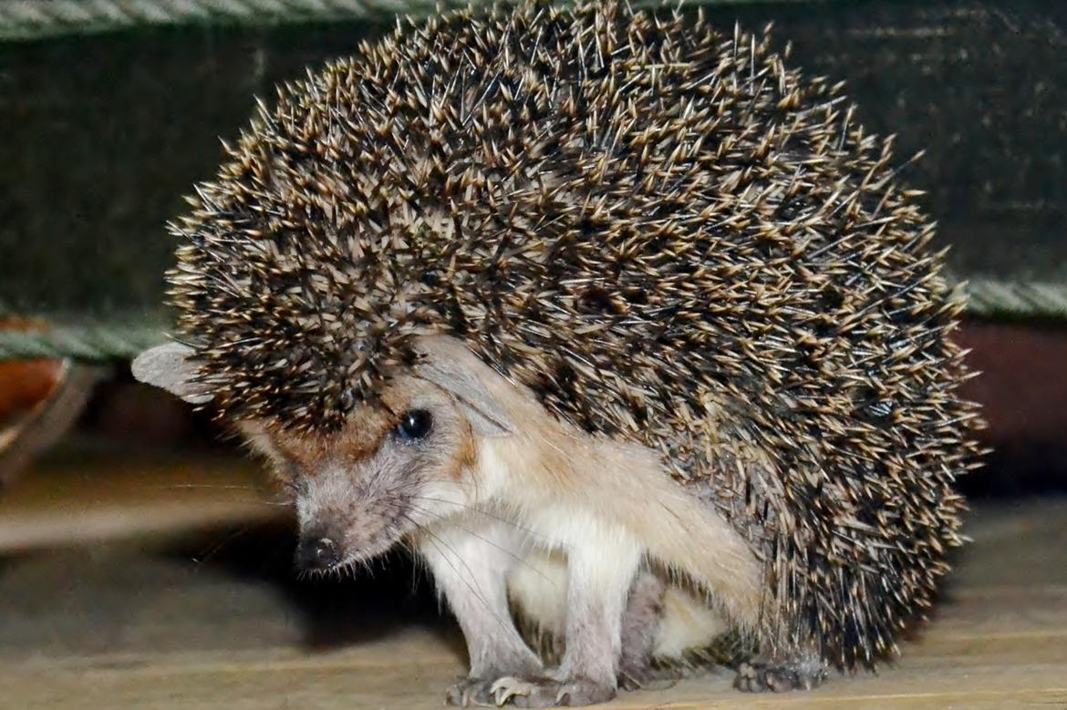 Pindsvin Egyptisk Langørede "Isis" - imponerende dyr, der ikke frygter noget billede 2