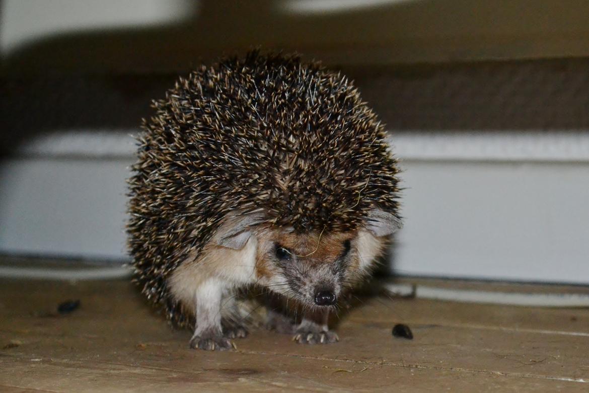 Pindsvin Egyptisk Langørede "Isis" - Isis på løbetur billede 3