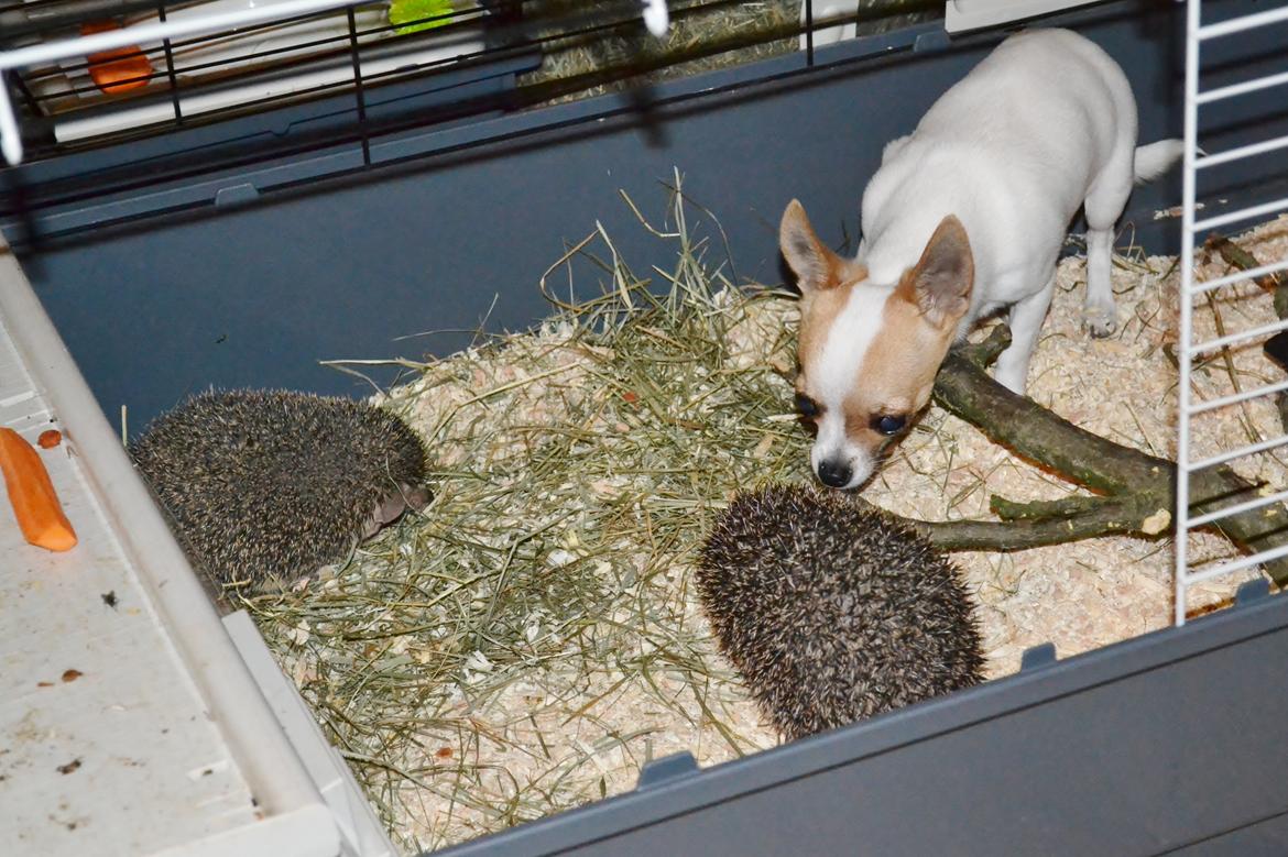 Pindsvin Egyptisk Langørede "Isis" - Lille hund på besøg hos Isis billede 4