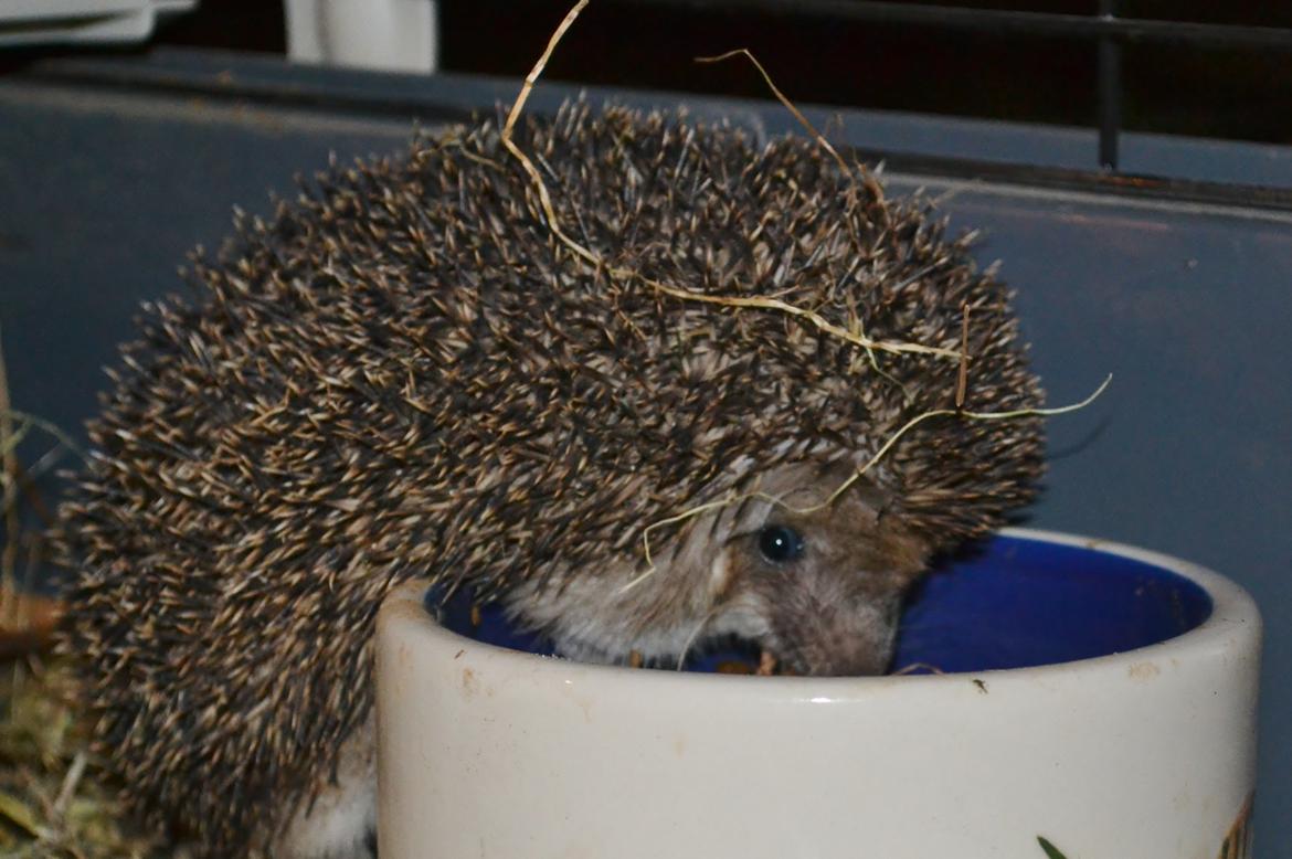 Pindsvin Egyptisk Langørede "Isis" - Så er der dømt mad billede 5