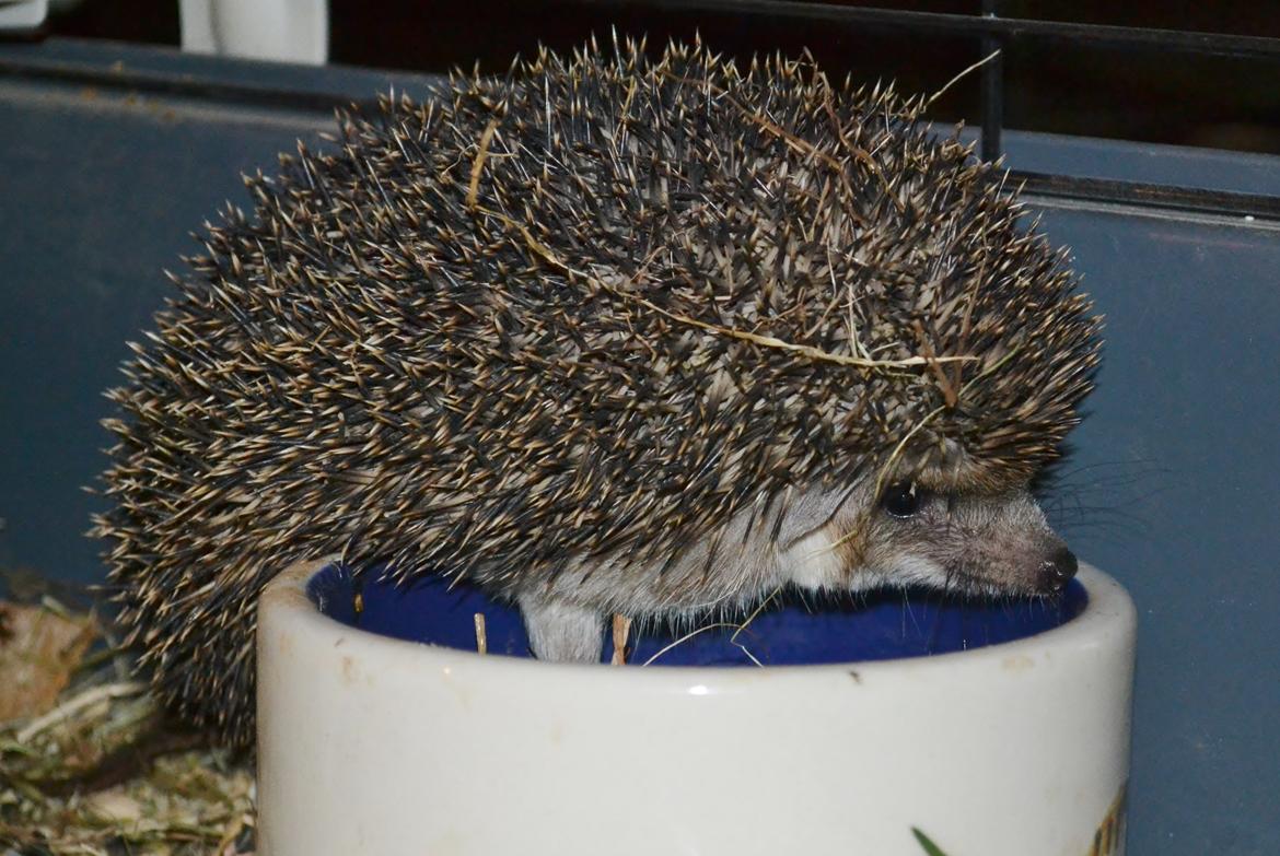 Pindsvin Egyptisk Langørede "Isis" billede 6