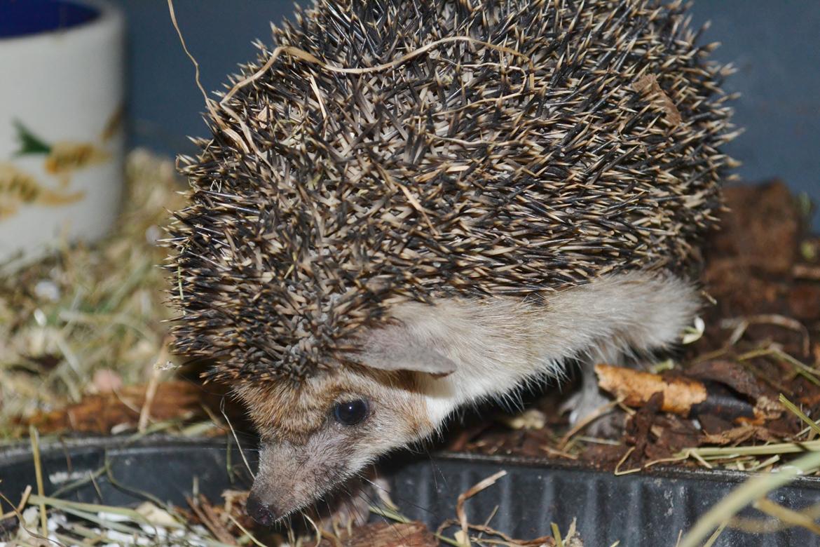 Pindsvin Egyptisk Langørede "Isis" - Er der orm her? billede 7