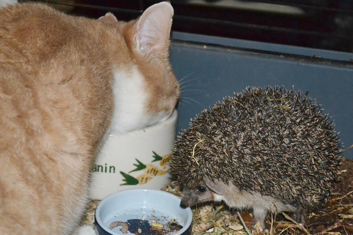 Pindsvin Egyptisk Langørede "Isis" - Godt gjort, at man skal dele sin mad! billede 8